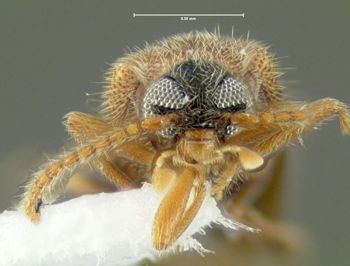 Media type: image;   Entomology 613388 Aspect: head frontal view